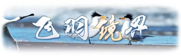 配股宝 飞羽镜界丨我与“中国最美小鸟”的“约会”