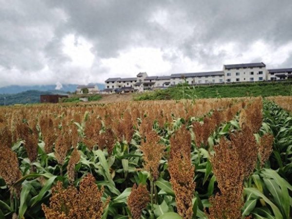 添利富 重庆巴南麻柳嘴镇将开展2025南岛豚湾金秋旅游嘉年华活动