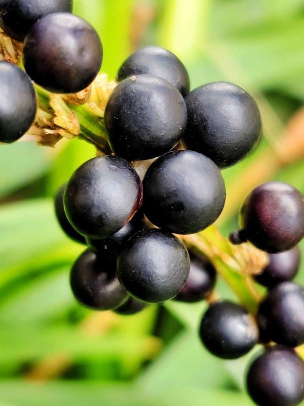 富源优配 蓝黑色的果实，豆粒大小宛如宝石